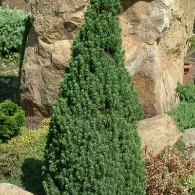 Ель сизая (канадская, белая) 'Коника Десембер'