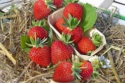 Земляника (клубника) 'Дарселект'