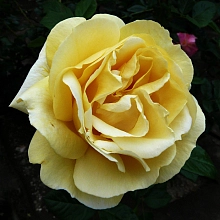 Роза 'Микельанджело' (чайно-гибридная) (желтая)