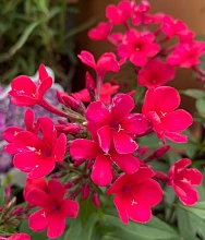 Флокс метельчатый 'Эрли Ред' ( красный)