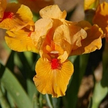 Ирис карликовый (гибридный) 'Оранж Капер'