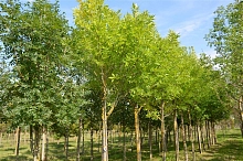 Ясень обыкновенный 'Саммит'