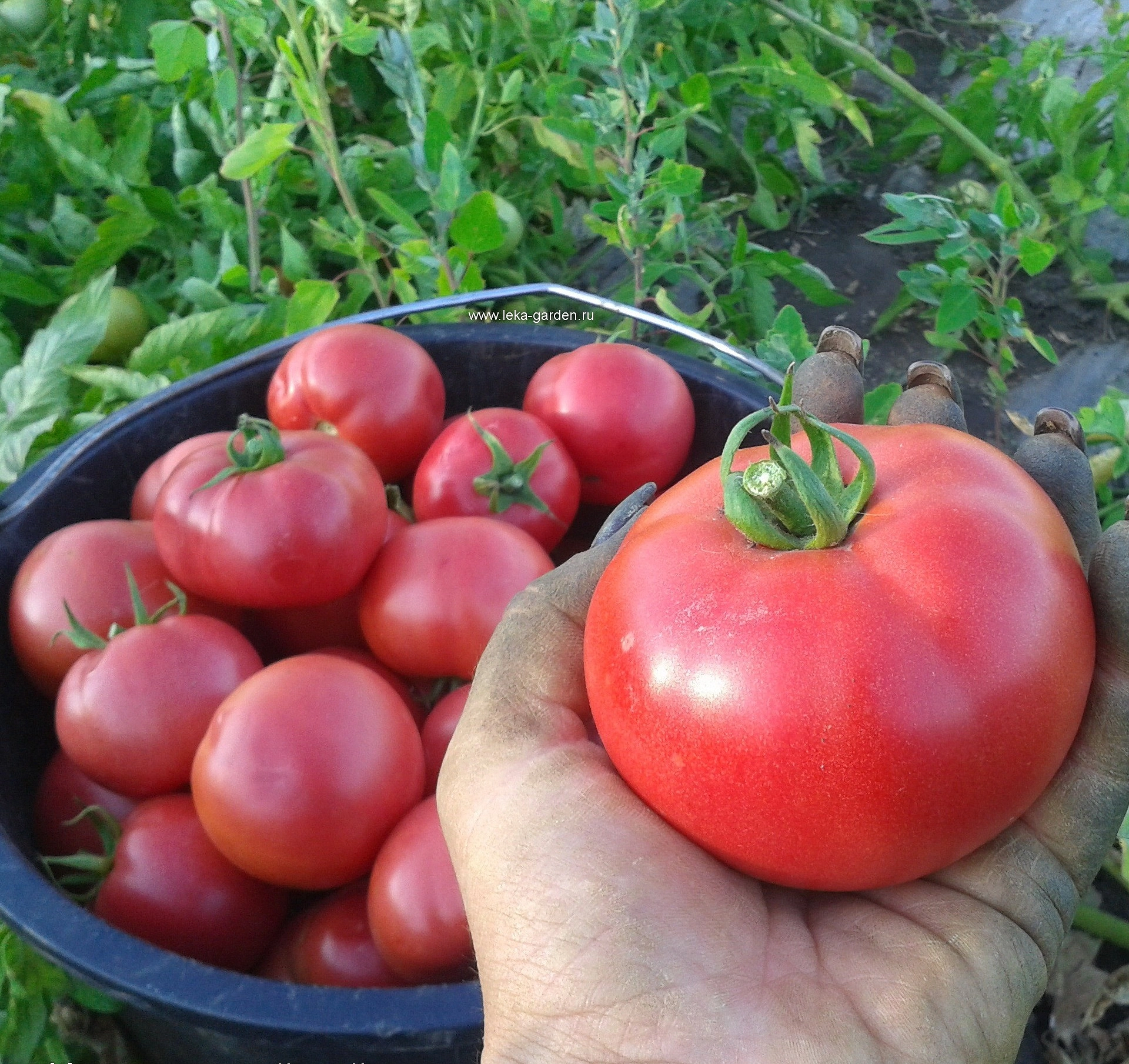 Томат 'Ролекс'