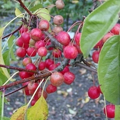 Яблоня декоративная 'Невиль Копеман' Яблоня декоративная 'Невиль Копеман'