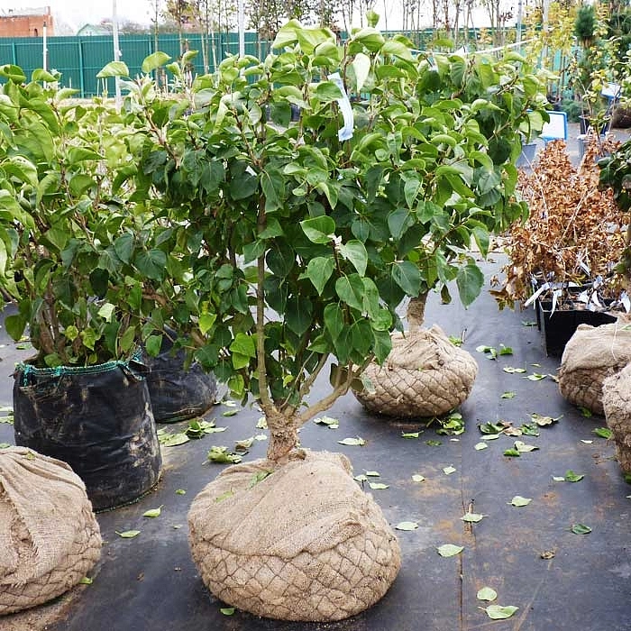 Сирень обыкновенная 'Бель де Ненси' (бело - розовая)