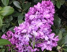 Сирень обыкновенная '50- лет Октября' (фиолетовая)