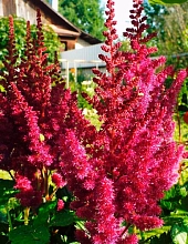 Астильба китайская 'Кардинал'