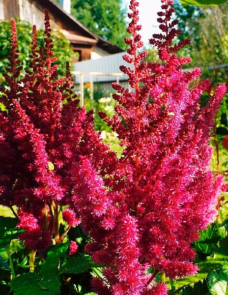 Астильба китайская 'Кардинал'