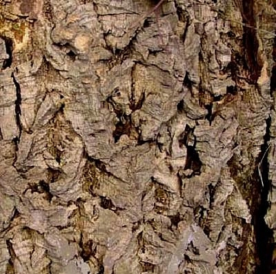 Бархат амурский