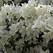 Рододендрон японский (азалия) 'Палестрина' (белый)