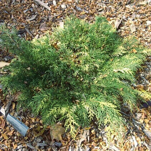 Микробиота перекрестнопарная 'Голдспот' 