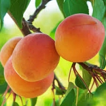 Абрикос 'Полесский урожайный'