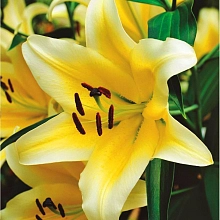 Лилия ОТ-гибрид 'Манисса'