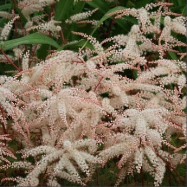 Волжанка 'Вальдемар Майер'