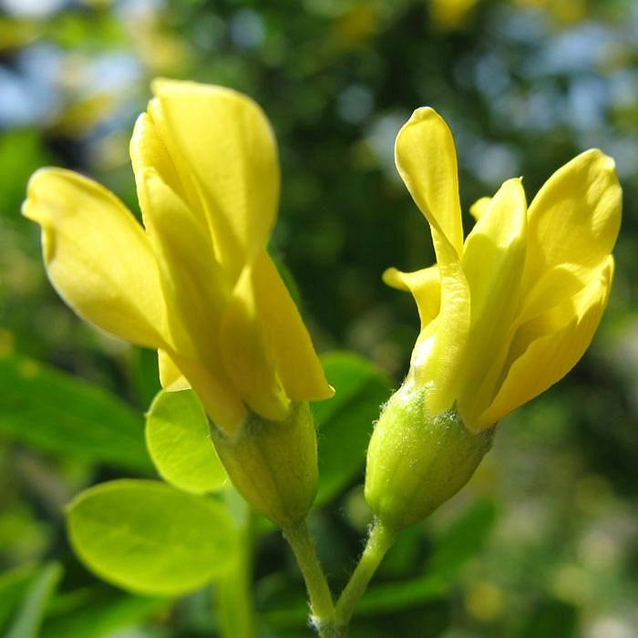 Акация (карагана) древовидная