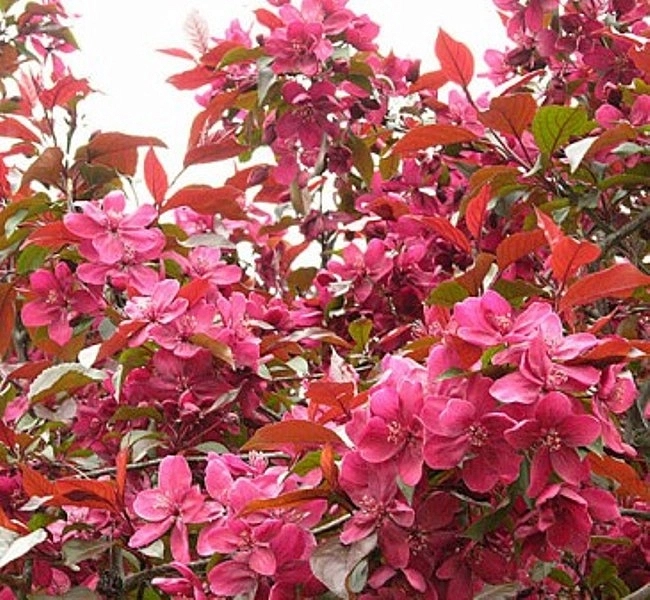 Яблоня декоративная 'Хелена'