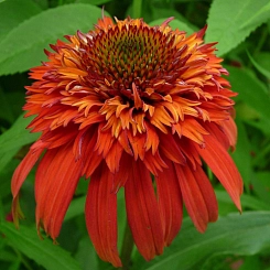 Эхинацея пурпурная 'Хот Папайя'