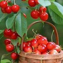 Черешня Ленинградская ранняя