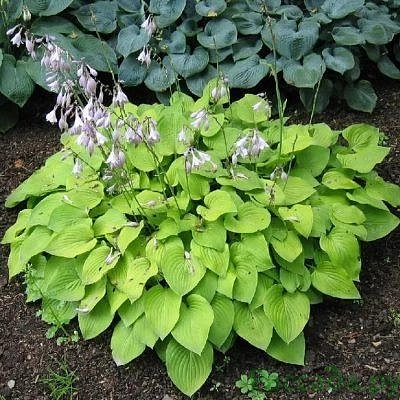 Хоста гибридная (вздутая, волнистая) 'Хонейбеллз'