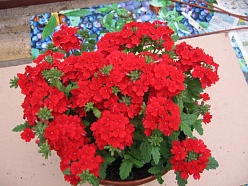 Вербена гибридная 'Кварц Скарлет'