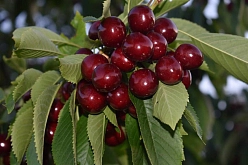 Черешня 'Матушка'