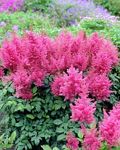 Астильба Арендса 'Федерси' (розовая)