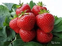 Земляника (клубника) 'Вэлери'