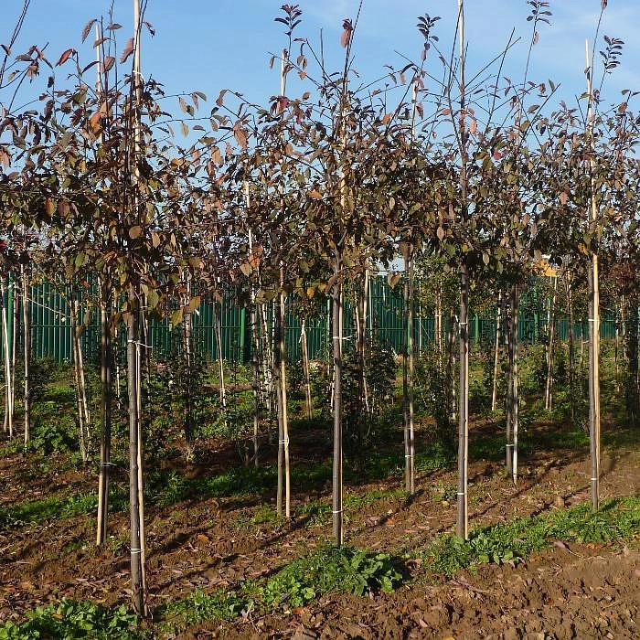 Яблоня декоративная 'Профьюжн'