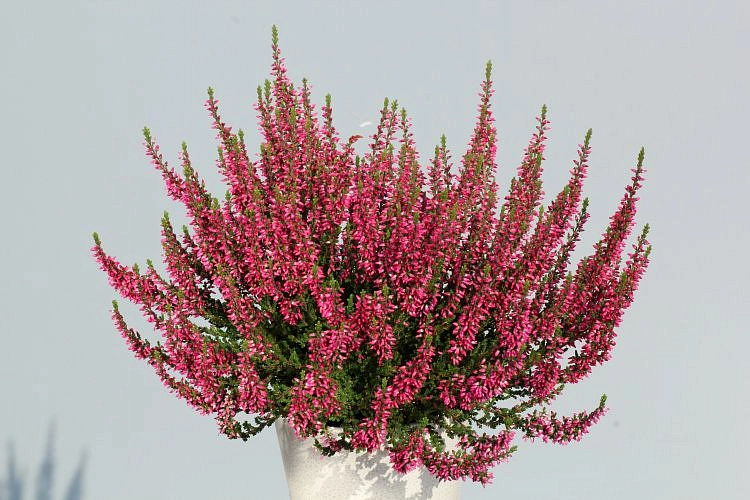 Вереск обыкновенный 'Гарден Герл Локи' (вишнево -розовый)