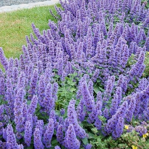 Котовник кистевидный 'Блю Вондер'