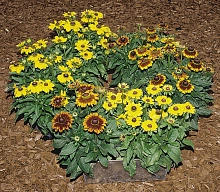 Рудбекия волосистая 'Тото Микс'