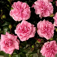 Роза 'Берлебург' (флорибунда) (розовая)