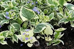 Бруннера крупнолистная 'Доусонз Вайт'