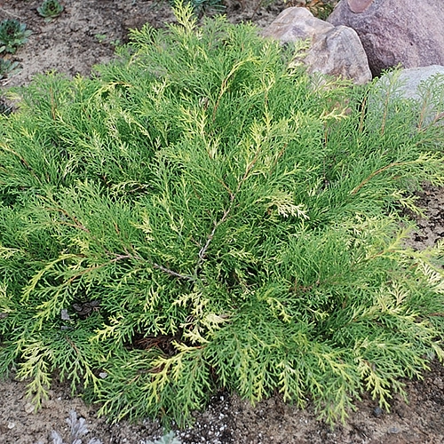 Микробиота перекрестнопарная 'Голдспот' 