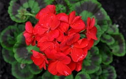 Пеларгония зональная 'Самара' (красная - темный лист)