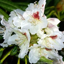 Рододендрон гибридный 'Тайгерштедт' (белый)