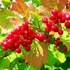 Калина обыкновенная 'Шукшинская'