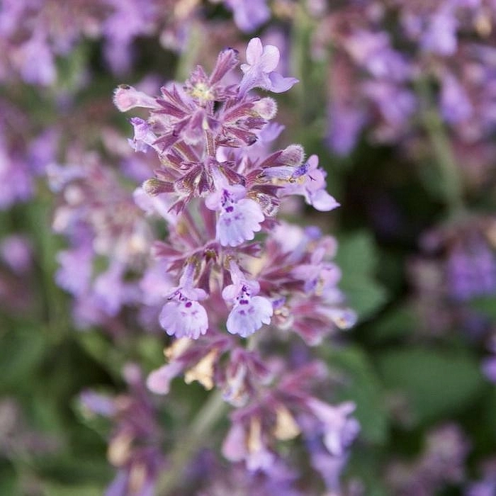 Котовник Фассенa 'Сикс Хиллз Гиант'