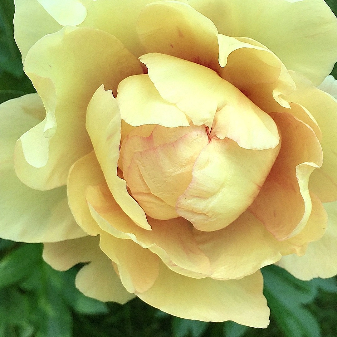 Пион Ито-гибрид 'Лемон Дрим' (желтый)