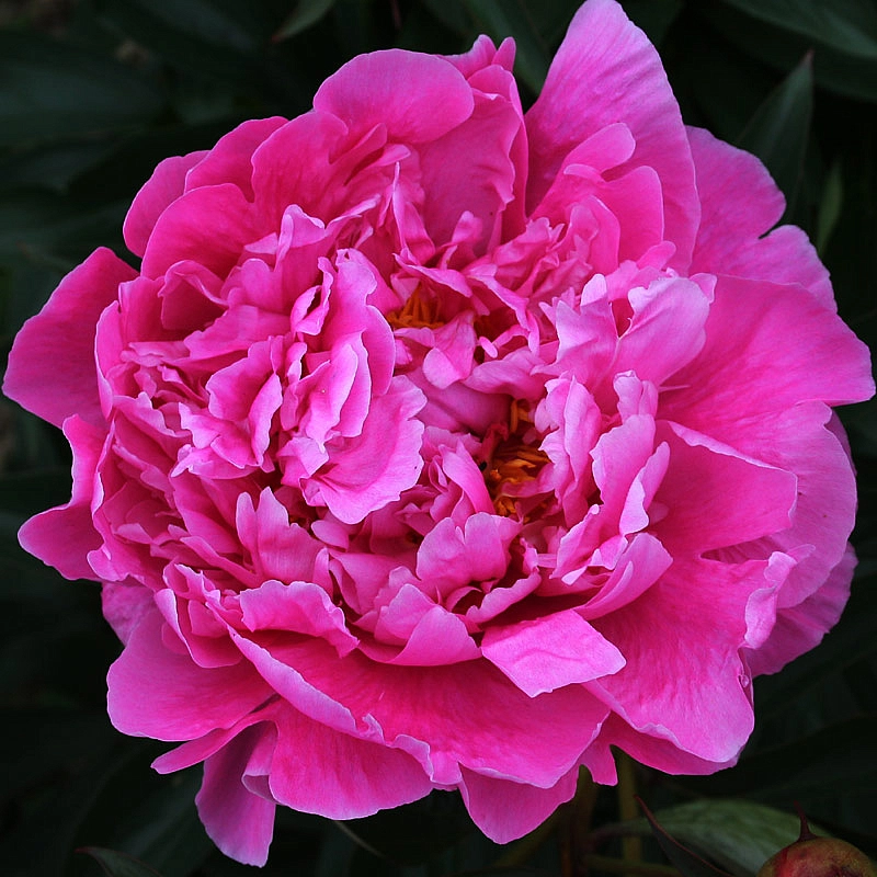 Пион молочноцветковый 'Клемансо' (розовый)