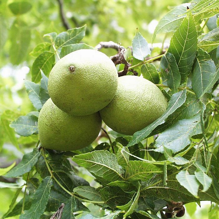 Орех черный