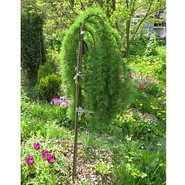 Лиственница европейская Пендула (Pendula)