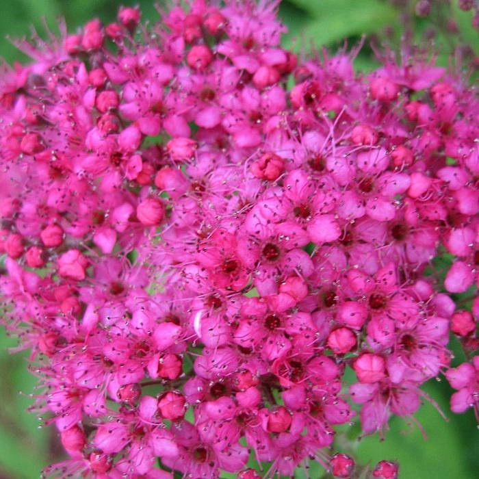 Спирея японская 'Неон Флеш'