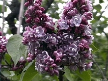 Сирень обыкновенная 'Дюк де Масса' (фиолетово - лиловая)