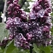 Сирень обыкновенная 'Дюк де Масса' (фиолетово - лиловая)