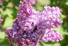 Сирень обыкновенная 'Изобилие' (розовая)