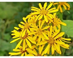 Бузульник обыкновенный (Хессей) 'Грегиног Голд'