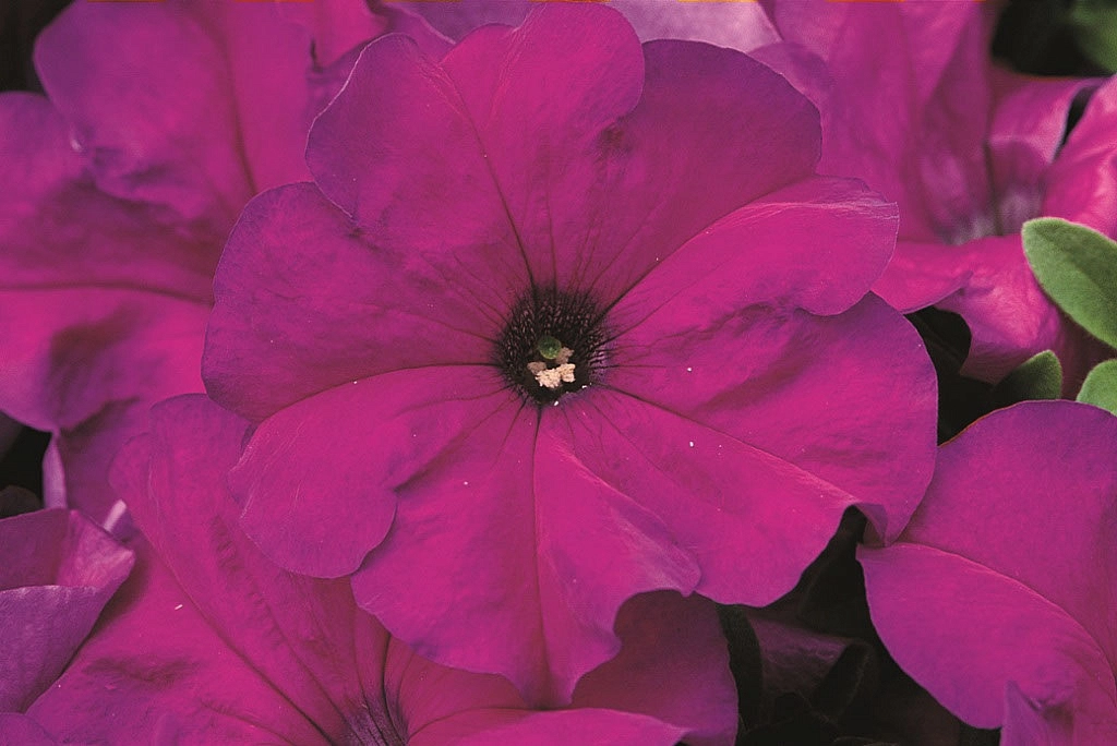 Петуния гибридная крупноцветковая 'Танго Виолет' (сине-сиреневая)