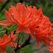 Рододендрон японский (азалия) (лососевый)