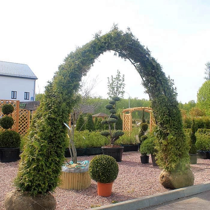 Туя западная 'Брабант' арка